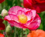 Double Mix Shirley Poppy Seeds Pink Red English Field Poppies Flower Seed  - $5.93