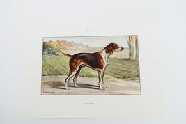 Vtg 40&#39;s French F. Castellan book illustration print dogs &quot;Le Poitevin&quot; hound - £15.62 GBP
