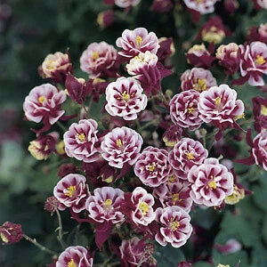 Stunning Aquilegia Winky Double Red-White 1,000 seeds - $4,579.54 MXN