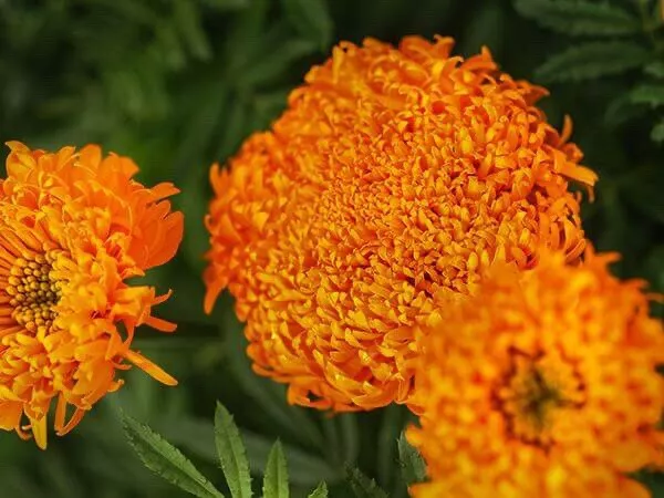 25 Seeds Spun Orange Marigold Seeds for Garden Planting  - $11.95