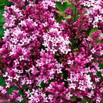 25 pcs Be Right Back Lilac Seed Tree Fragrant Flowers Perennial Seed Flower - £10.47 GBP