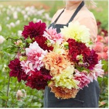 Gorgeous Dahlia Flower (Not Dahlia Bulbs) Dahlia Flower 100 Seeds - $11.80