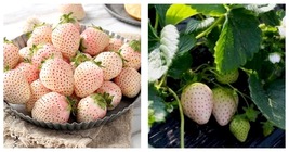 White Strawberry 200 Seeds Pineberry Hula berry Alpine berry Container Garden - £13.53 GBP