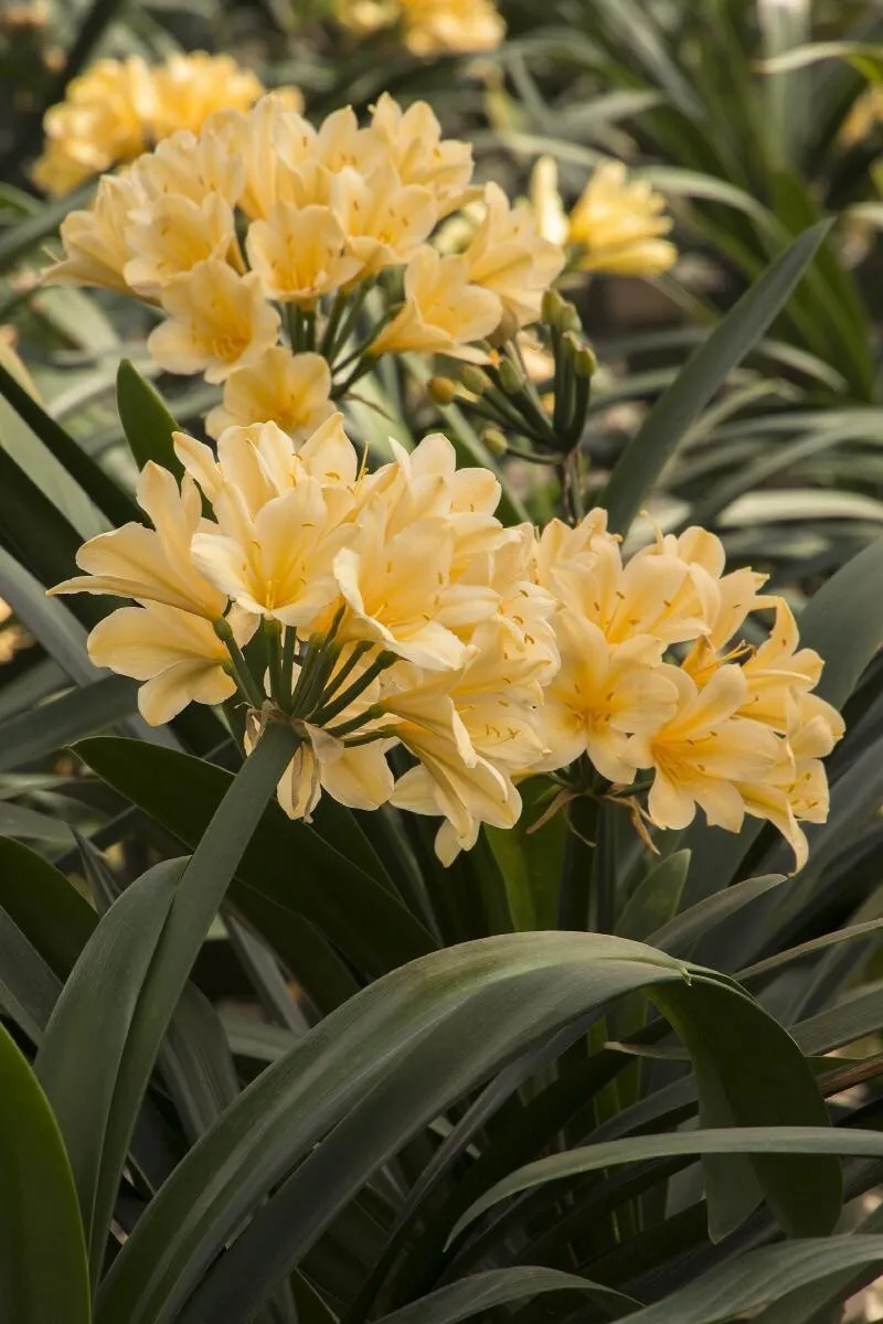 Yellow Clivia Miniata Seeds 5 Seeds Kaffir Lily Fresh Garden