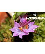DENDROBIUM ‘STANDING OVATION’ CYANOCENTRUM x PETIOLATUM SMALL ORCHID XXL... - $149.00