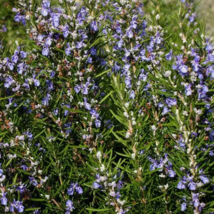 SD 25 Seeds Rosemary Seeds  Heirloom / Nongmo Garden Seeds - $9.70