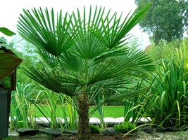 Windmill Palm - Live Plant in a 6 Inch Growers Pot - Trachycarpus Fortunei -Rare - £66.57 GBP