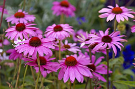 1000 Purple Coneflower Echinacea Purpurea Flower Seeds *From US  - £7.82 GBP