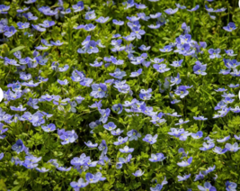  CREEPING BLUE SPEEDWELL  Flower 50  Seeds  - £8.64 GBP