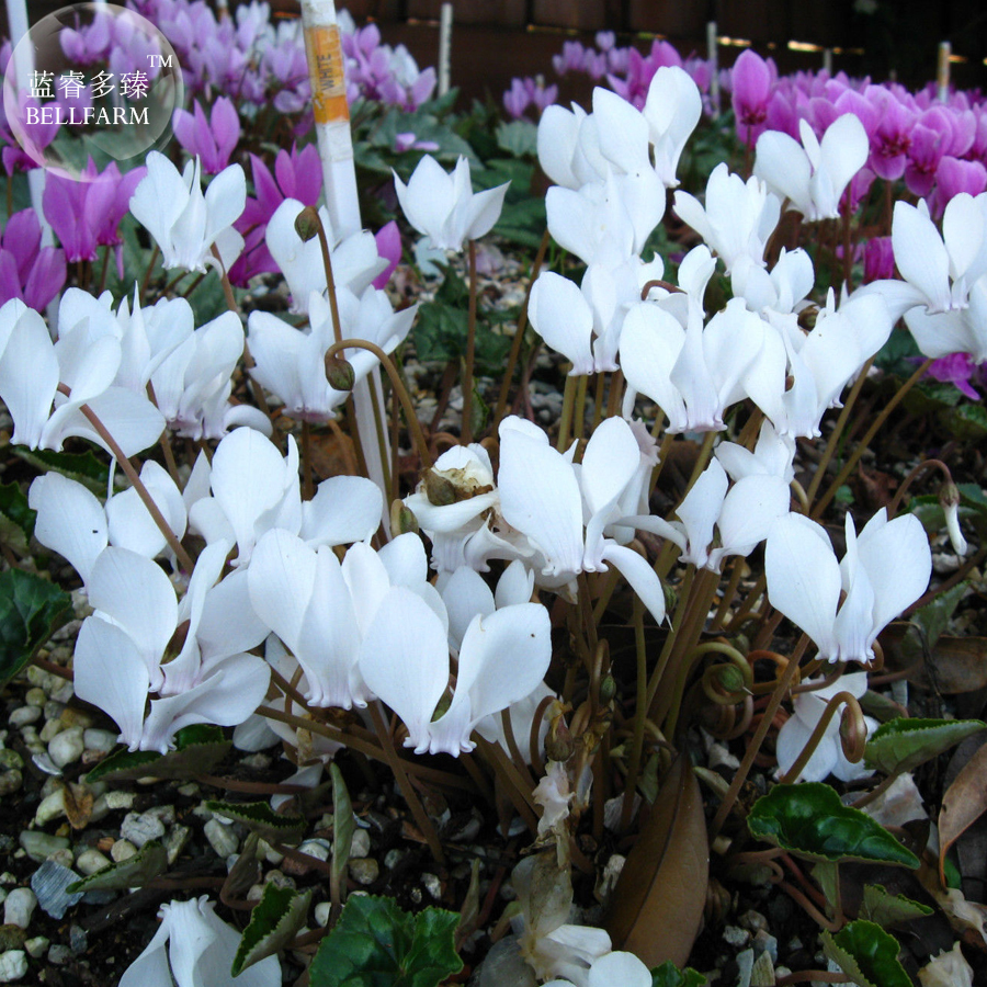 6 Cyclamen Hederifolium White Bonsai Flowers Fresh