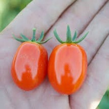 Best 50 Seeds Sweet Baby Boy Tomato Vegetable Garden Planting Tomatoes USA - £3.65 GBP