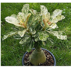 True Desert Rose Scarce Grafted Variegated Leaves Petals Potted Flowers Adenium  - £8.92 GBP