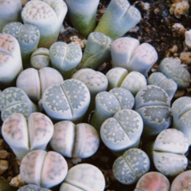 Beauty Mixed Mini Lithops Bonsai Plants Cactus Bonsai 100 PCS Seeds - $10.26