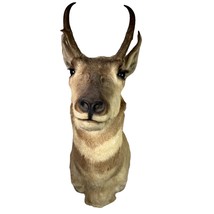 Pronghorn Antelope Head Shoulder Mount Taxidermy Cabin Wall Decor Vtg - $4,161.22 MXN