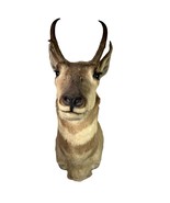Pronghorn Antelope Head Shoulder Mount Taxidermy Cabin Wall Decor Vtg - $4,161.22 MXN