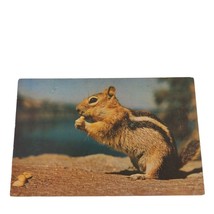 Postcard Ground Squirrel Eating Nuts Chrome Unposted - $4.15