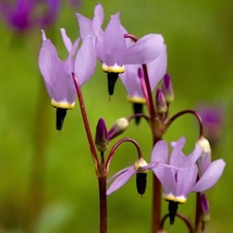 25 Dodecatheon Meadia Purple Midland Shooting Star Seeds Shade Perennial Flower - £14.35 GBP