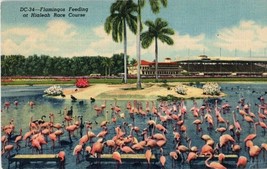 Flamingos Feeding at Hialeah Race Course Florida Vintage Linen Postcard - £7.73 GBP
