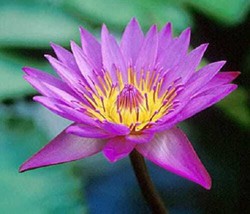 Semilir 10 Seeds Purple Water Lily Pad Nymphaea Sp Pond Lotus Flower Fast Grow F - £7.24 GBP