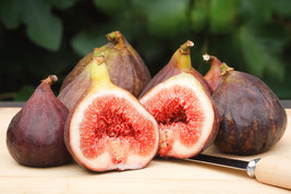 30 Common Edible Fig Tree Ficus Carica Purple Brown Skin Pink Flesh Fruit Seeds - $20.85