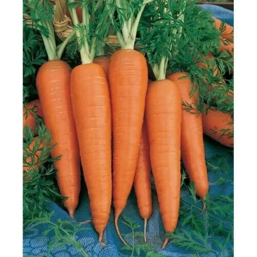 Fresh Danvers Carrot 300 Seeds Heirloom 2024 Non-Gmo Garden - £5.27 GBP