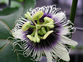 50 Seeds Passiflora edulis Seeds, Purple Passion Fruit, Granadilla Seeds - £23.12 GBP