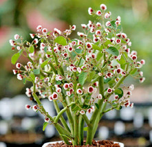 VP (1 Rooted Piece) Euphorbia Guiengola Succulent Caudex Bonsai Hanging Plant 2&quot; - $18.10