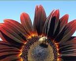 Sale 25 Seeds Chocolate Cherry Sunflower Helianthus Annuus Red &amp; Brown F... - £7.91 GBP