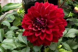 30 Dahlia Pompon Dahlia Tuber Seeds BW91059-29 Fresh Seeds - £13.43 GBP