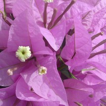 USA SELLER Silhouette Bougainvillea Small Well Rooted Starter Plant Light Solid  - £32.87 GBP