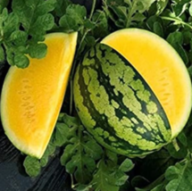 OK 10+ Yellow Gem Watermelon Seeds - Non GMO - True Yellow - Very Sweet - £4.68 GBP