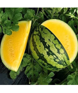 OK 10+ Yellow Gem Watermelon Seeds - Non GMO - True Yellow - Very Sweet - £4.64 GBP