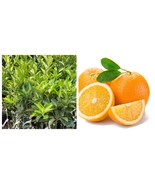 Hamlin orange tree Live Plant - $177.78 CAD