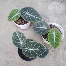 Alocasia Black Velvet in 3&quot; Pot - $30.00