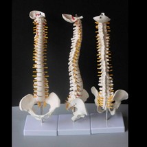 Human Spine Pelvic Model Anatomical Medical Model 45cm Stand Flexible Ba... - £39.63 GBP