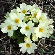 Fresh Seeds Common Primrose Seed White Primula Acaulis Flower Seeds 100 ... - £10.49 GBP