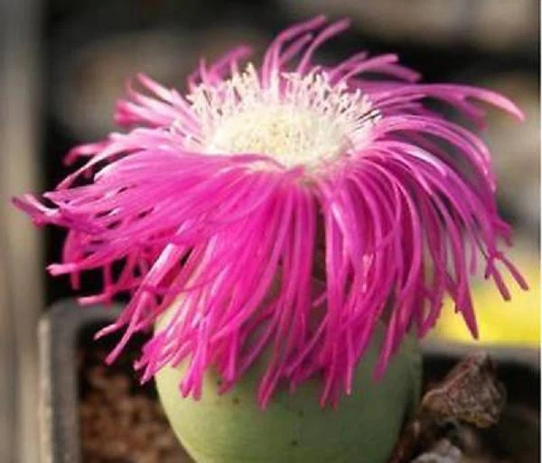 Argyroderma delaetiirare mesemb cactus seed 20 SEEDS - $11.99