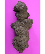 Giant Lizard Poop 5 Million Years Old Coprolite Genuine Fossil Dino Girl... - $34.99