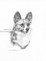#316 Cardigan  CORGI portrait  dog art print * Pen and ink drawing * Jan... - $12.50
