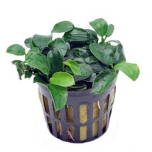 Buy 2 Get 1 Anubias Nana Petite 1 POT- Aquatic Live Plants Super Price!! - £11.67 GBP