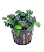 BUY 2 GET 1 ANUBIAS NANA PETITE 1 POT- Aquatic Live Plants SUPER PRICE!! - €12,68 EUR