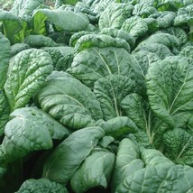 Yukina Savoy Chinese Cabbage Organic 200 Seeds Leafy Greens Asian Vegetable Seed - £8.84 GBP