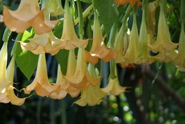 Brugmansia suaveolens Yellow| 10_Seeds_Tera Store - £12.81 GBP