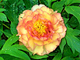 New Fresh Seeds 10 Light Golden Tree Peony Seeds Paeonia Suffruticosa USA Seller - $18.40