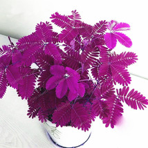 New Fresh Pudica Linn Bashful Grass Seeds Foliage Mimosa Pudica Sensitiv... - $4.67