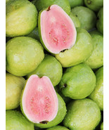 50 Sweet Pink Tikal Guava Seeds Fast Shipping - $10.96