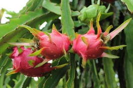 AD 15 Seeds Dragon Fruit House Flowers Home Garden - $249.91 MXN