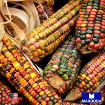 Indian Corn 100 Seeds Ornamental Non-Gmo Heirloom Vegetable Gardening Fr... - $15.00