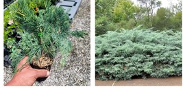 Starter Plant ( 4in ) Grey Owl Spreading Juniper - ( 1 live plant ) - £30.66 GBP
