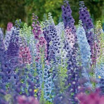 TH 25 Seeds Giant Delphinium Magic Fountains Mix Flower Seeds Mix / Perennial - £12.61 GBP